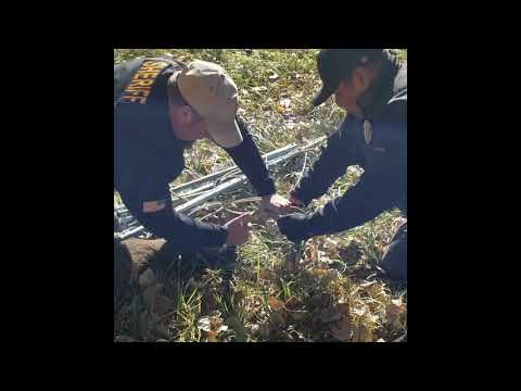 2019 11 05 DeerRescue