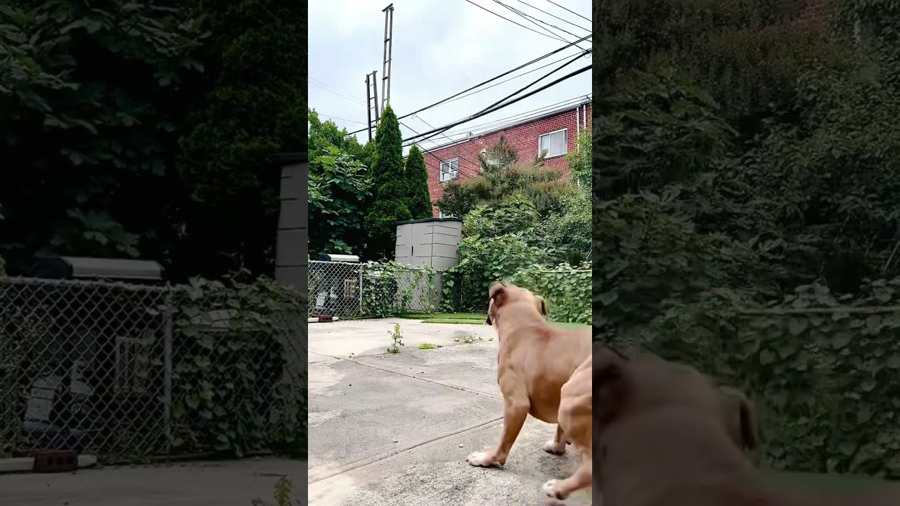 Groovy, a Adoptable Pit Bull Terrier in Oceanside, NY video 5/5