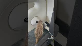 フィットネスバイクをやりたいミーアキャット竹。baby shark 미어캣(meerkat)#shorts