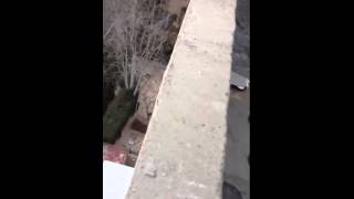 GATO CAE DE TRES PISOS Y SOBREVIVE