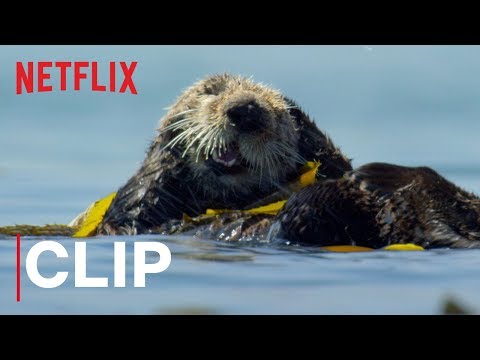 Video trailer för Our Planet | Otters | Clip | Netflix