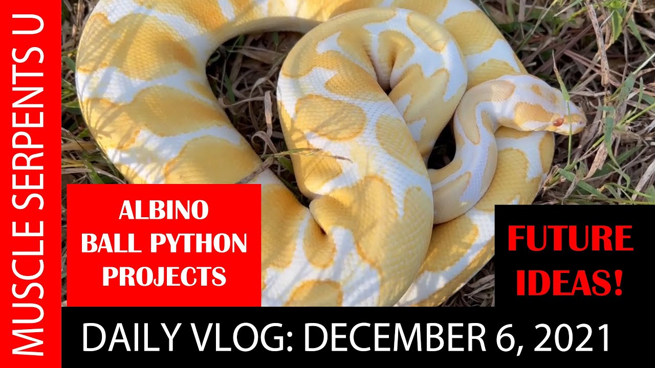 WHAT MAKES a GREAT ALBINO BALL PYTHON! 12-6-21