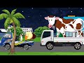 Sapi Kurban Di Angkut Truk Oleng Ikut Pawai Takbir Keliling Idul Adha 2022