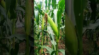 Download lagu inilah umur jagung manis#jagung#pertanian#shorts mp3
