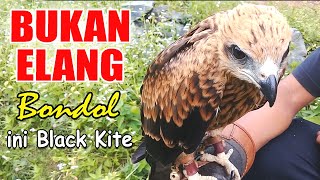 Download lagu BLACK KITE | Elang Paria, Bukan Elang Bondol / Diffrence betwen Black Kite and Brahminy Kite mp3