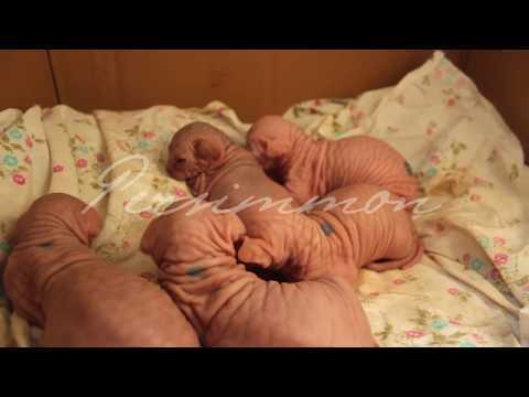 Sphynx kittens litter "C" Kleo & Maximillian from Tabassum