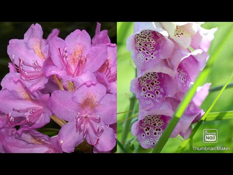 Ovo su otrovne baštenske biljke