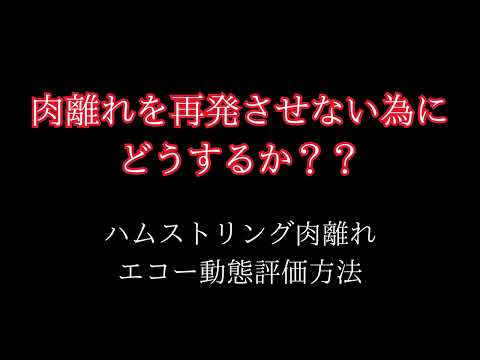 【エコー動態】ハムストリング肉離れ エコー動態評価方法