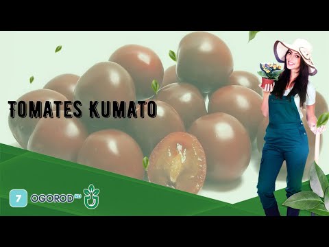 , title : 'Tomates Kumato'