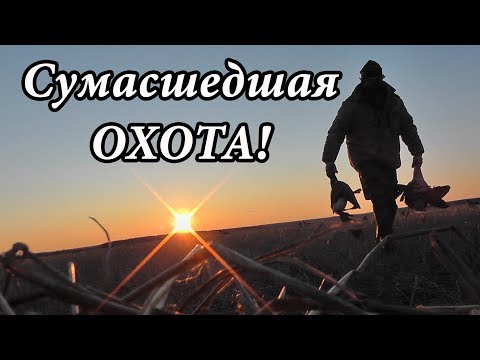 Охота на гуся 2019! Сумасшедший сезон! Много ГУСЯ! Много выстрелов!