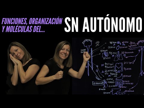 🧠Todo sobre el SISTEMA NERVIOSO AUTÓNOMO: funciones, organización, neurotransmisores y receptores