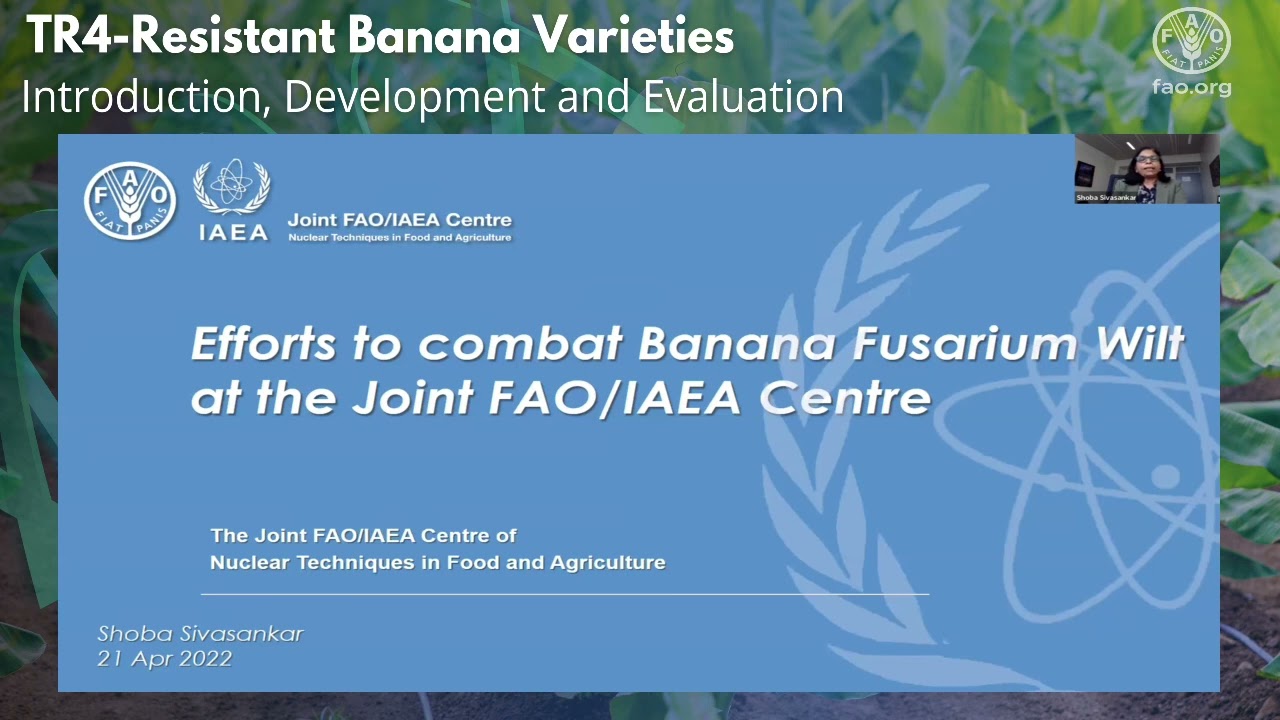 TR4 Global Network – TR4-Resistant Banana Varieties: Development, Introduction and Evaluation