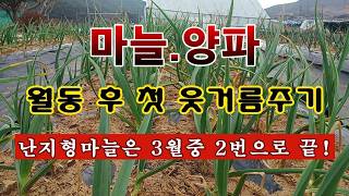 [텃밭농부 2,159]  마늘과 양파밭에 월동 후 1차 웃거름 주는 방법! #마늘재배 #양파재배