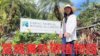 夏威夷热带植物园 Hawaii Tropical Botanical Garden 夏威夷大岛第三天 2024Nov23