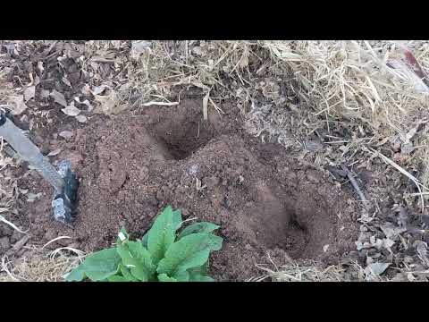 Pluot tree planting in summer how to: Flavor King, Flavor Queen from Trees of Antiquity.