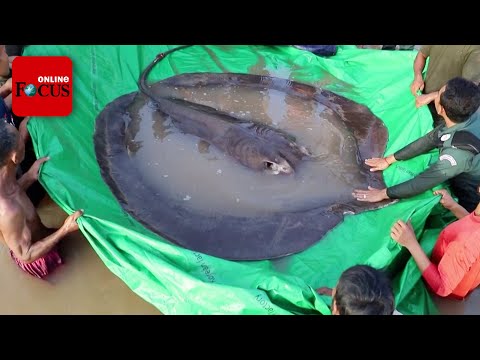 4 Meter lang, 300 Kilo schwer - Angler fängt wohl größten Süßwasserfisch aller Zeiten