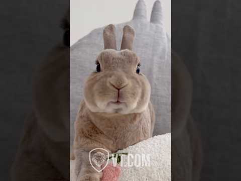 Funny Easter Gif