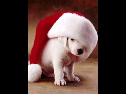 Video thumbnail for Lonely Pup (In a Christmas Shop)