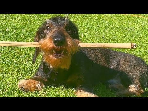 Dachshund Teddy the Deal Maker 😂