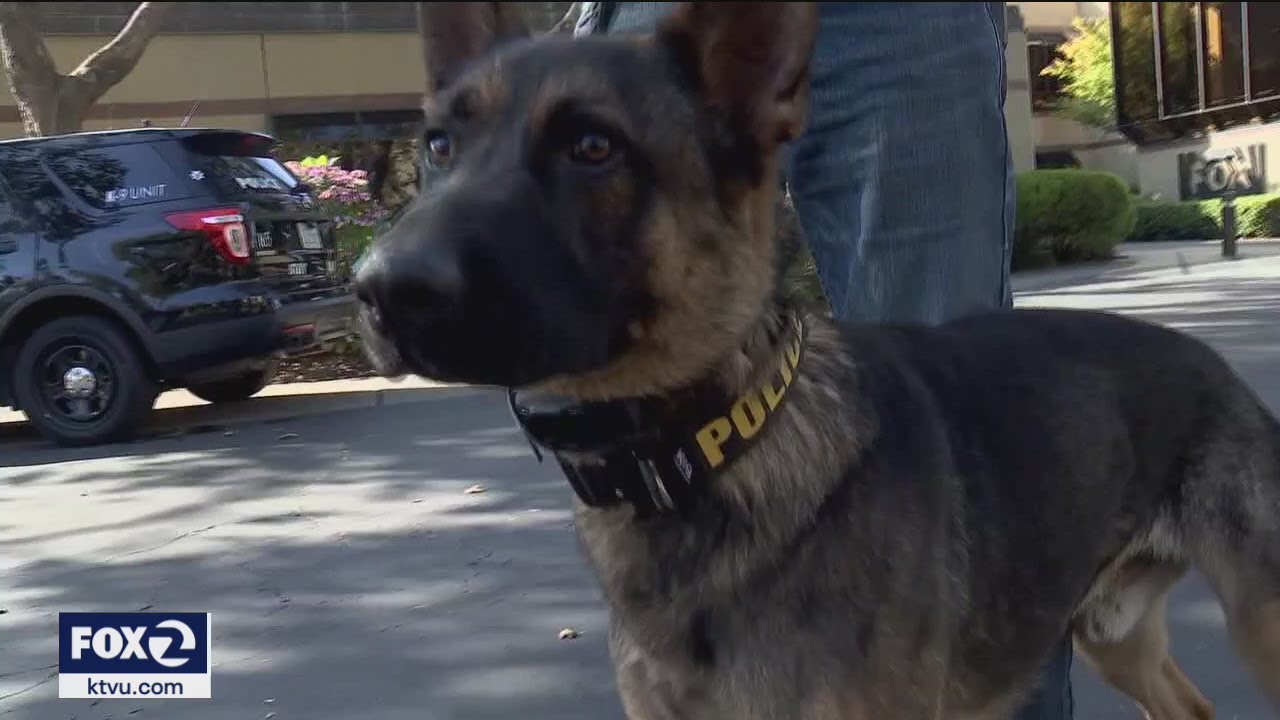 K-9s in question: Bay Area police dogs bite with little consequence