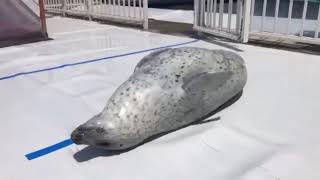 アザラシがお腹を叩く動画です