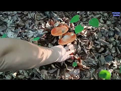 BLAGVA,KNEGINJA,VRGANJ BRANJE ... Bonus Vjeverica dosla da bere orahe