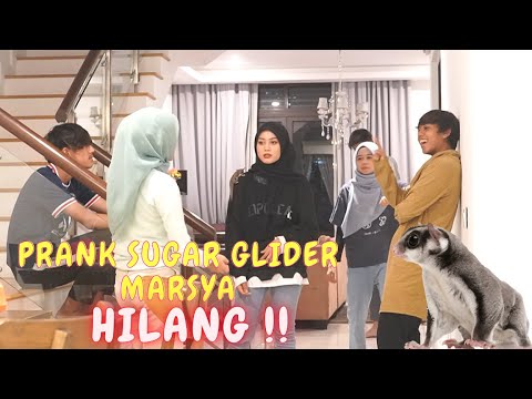 AMIR BUAT MARSYA KOYAK !! PRANK SOROK SUGAR GLIDER !!