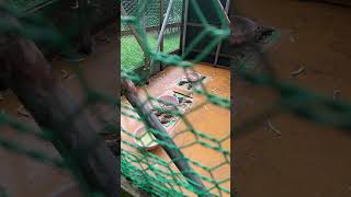 これは雀可愛そうすぎる！富山県高岡市の古城公園です。