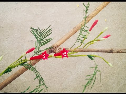 How To Make Cypress Vine Paper Flower From Crepe Paper - Craft Tutorial