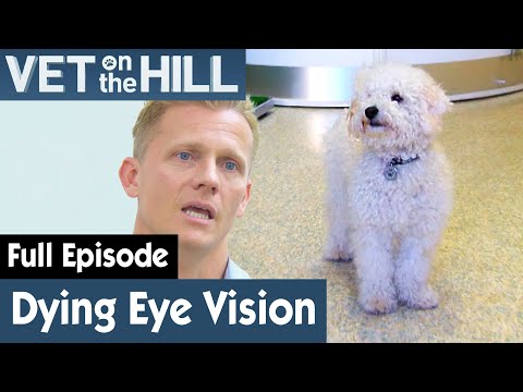 🐶 Dogs With Progressive Retinal Atrophy | FULL EPISODE | S02E20 | Vet On The Hill