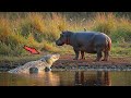 Huge Crocodile Tried To Attack Hippo But 7 Wild Moments Of Hippos And Crocodiles