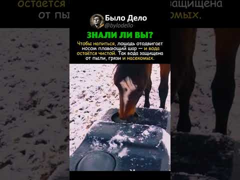 КАК ЖИВОТНЫЕ ПЬЮТ ЧИСТУЮ ВОДУ