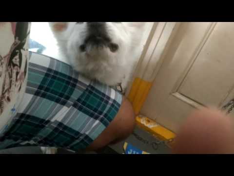 Funny Dog takes hand to tap his head