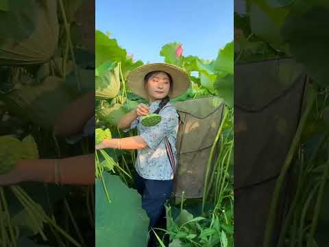 Fresh Lotus Seeds Of The Year #satisfying #shot