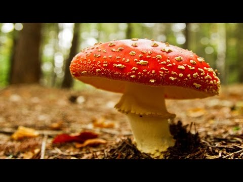 Top 10 Most Poisonous Mushroom in The World – world top10 lists