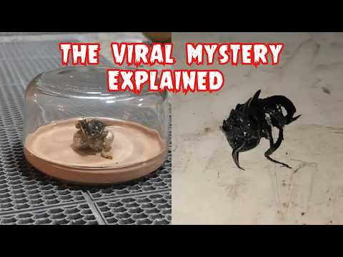 Panama’s Tentacle Meteorite: The Viral Alien Mystery Explained