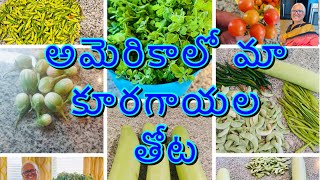 America lo Maa vegetable garden #backyardgarden USA Telugu Vlogs #organic #farming |Jayasrees Vlogs