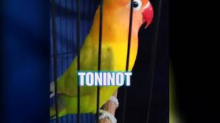 Download lagu LOVEBIRD ngetik lanjut ngekek, gaya nyengklek !! mp3 Download lagu LOVEBIRD ngetik lanjut ngekek, gaya nyengklek !! mp3