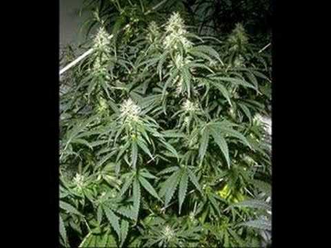 Capital J - Evil Streets