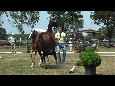Sudweyher Fohlenschau 2019 - Kat.-Nr. 49