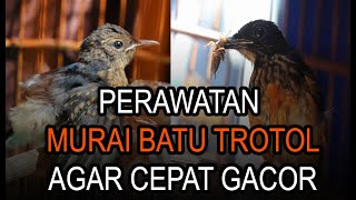 Download lagu HOW TO CARE FOR A TROTOL MURAI BATU SO IT COME OUT TO SING QUICKLY mp3 Download lagu HOW TO CARE FOR A TROTOL MURAI BATU SO IT COME OUT TO SING QUICKLY mp3