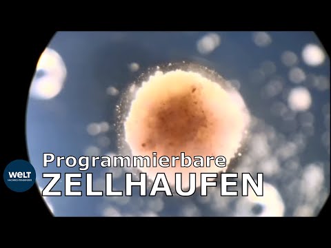 KÜNSTLICHE ORGANISMEN: Forscher erschaffen "lebende" Roboter aus Froschzellen