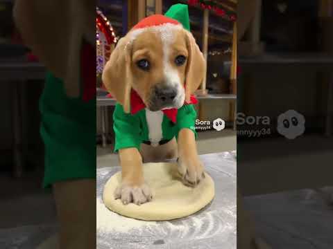 commenta con ❤️ se ami il tuo cane #perte #cani #amore