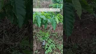 Download lagu Kopi lancuran batang bawah liberika lebih genjah !! #kopirobusta #petanimudamilenial mp3