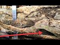 This Large Log Was Rejected For No Good Reason At The Sawmill