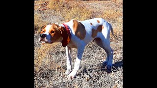 YAVRU KÖPEKLERDE FERMA EĞİTİMİ OLUR MU ? FERMA SORUNLARI NASIL AŞILIR 
