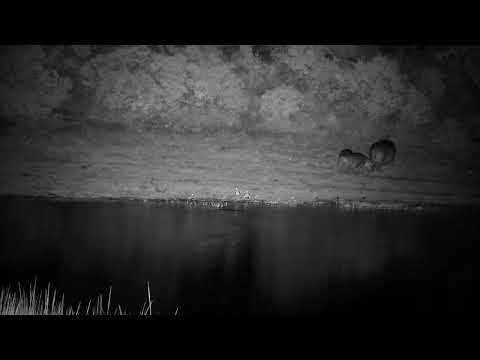 Djuma: Three Hippos-mom and two calves leave after short dip in water - 02:53 - 01/03/2023