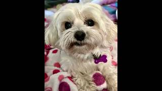 Video preview image #1 Poodle (Miniature)-Unknown Mix Puppy For Sale in Corona, CA, USA
