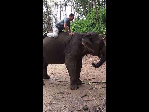 Лицеви опори върху гърба на слон (ВИДЕО)