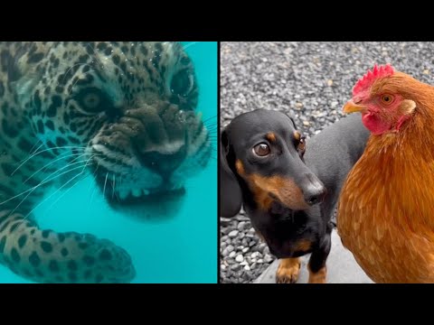 Cat Imprisoned by Sharon 🙀🐶 Best Animal Voiceovers